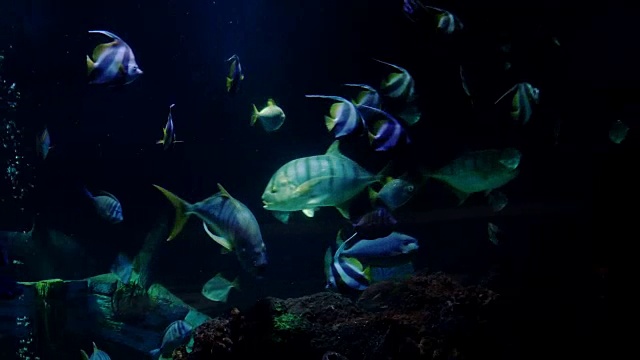 有鲨鱼和几种奇异鱼类的大水族馆- 4K视频素材