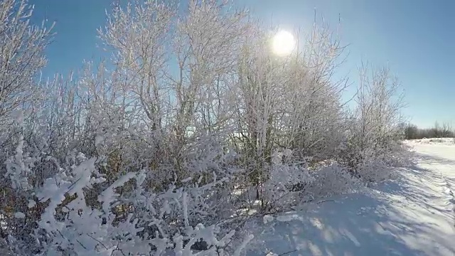 阳光景观与积雪的灌木丛视频素材