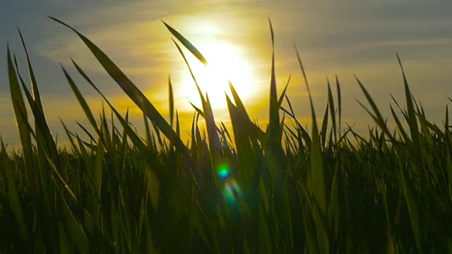 绿色的草地和蓝色的天空映衬着橙色的夕阳视频素材