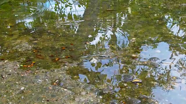 雨在城市的人行道上形成水坑视频素材