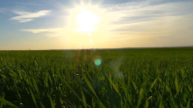 绿色的草地和蓝色的天空映衬着橙色的夕阳视频素材