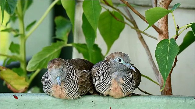 昏昏欲睡的野生斑马斑鸠(Geopelia striata)夫妇放松肩并肩在一个刮风的一天，曼谷，泰国的阳台视频素材