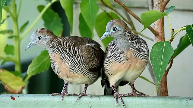 Geopelia striata鸟(野生斑马鸽子)夫妇在曼谷的城市住宅阳台并排梳理视频素材