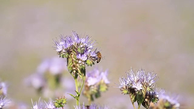 钟穗花开花视频素材