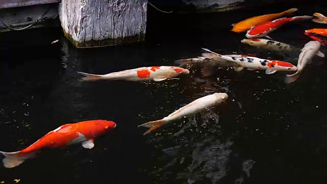 锦鲤，花式鲤鱼在上面游泳视频素材