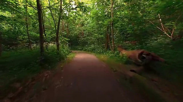 空中飞行跟踪森林中的踪迹。飞过绿色的树林视频素材