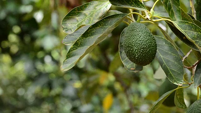 种植园里的牛油果在收获时挂在树上视频素材