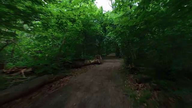 穿越森林。空中飞行跟随树林中的踪迹，以大自然为背景视频素材