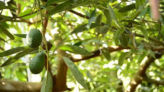 种植园里挂在树枝上的牛油果视频素材