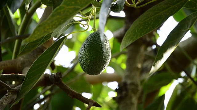 种植园里挂在树枝上的牛油果视频素材