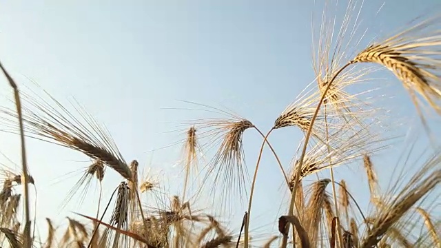 成熟的麦田/跟踪镜头视频素材