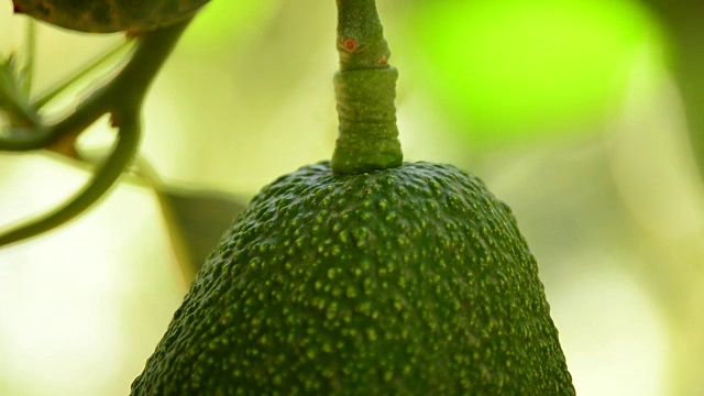 种植园里挂在树枝上的牛油果视频素材