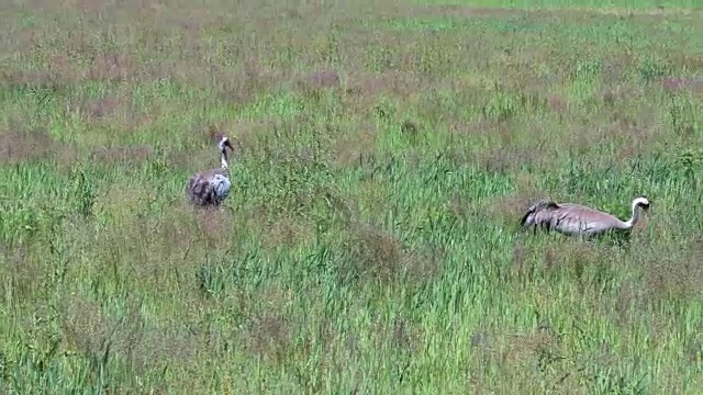 田野上受惊的鹤鸟视频素材