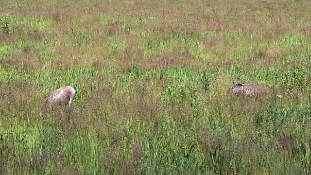 田野上有鹤鸟视频素材