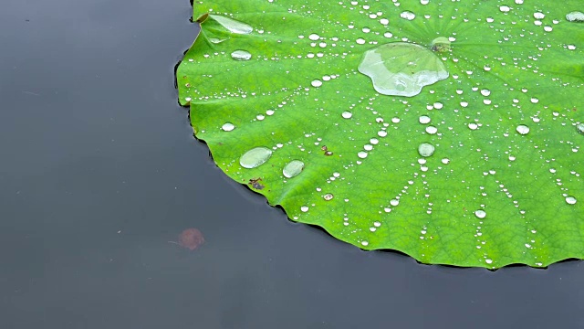 水滴，荷叶上的露珠，闭上视频素材