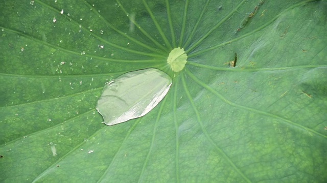 雨点以超慢的动作落在荷叶上视频素材