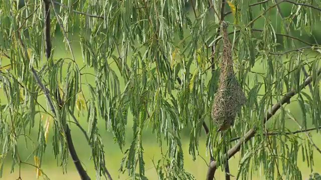 巴雅织女从巢中飞出来视频素材