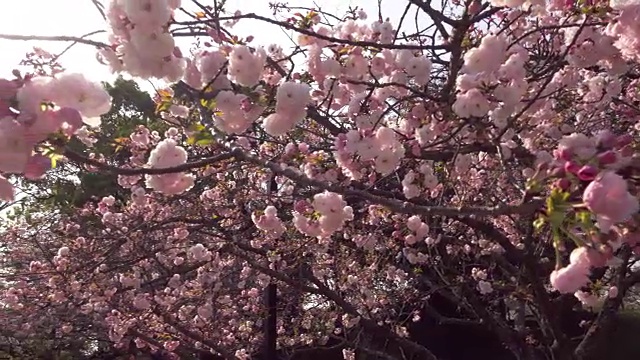 樱花的枝干正在盛开。锅。视频素材