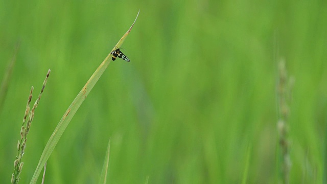 稻叶上的小黄蜂视频素材