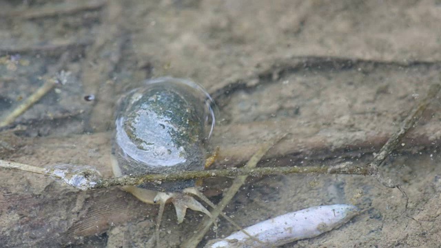 巨大的苹果蜗牛在水下爬行视频素材