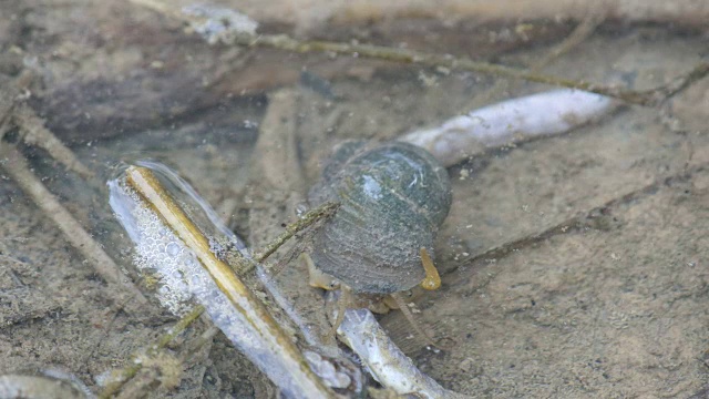 巨型苹果蜗牛正在吃死鳗鱼视频素材