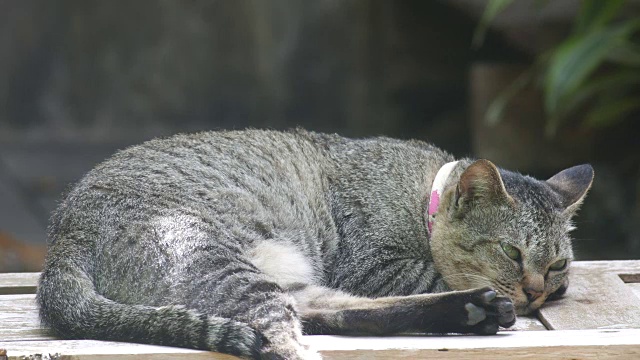 和平睡觉的猫视频素材