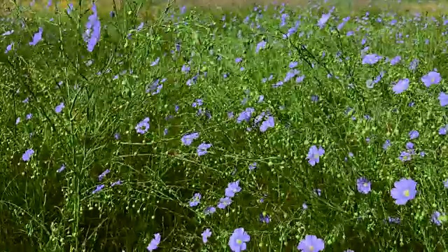 野生草原上的一种多年生亚麻，有蓝色的花和绿色的茎视频素材