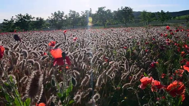 乡村景观全景。玉米罂粟，田野罂粟。晴朗的下午视频素材