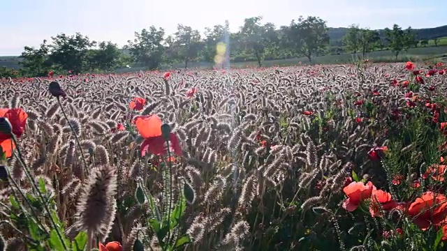 乡村景观全景。玉米罂粟，田野罂粟。阳光明媚的下午。音频视频剪辑。汽车发动机的声音视频素材