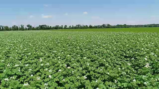 4 k鸟瞰图。绿色的田野开花的土豆。收获前的小土豆。视频素材