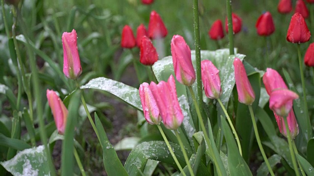 对比的概念。花和雪。冬季和夏季。热量和冷。缩小视频下载