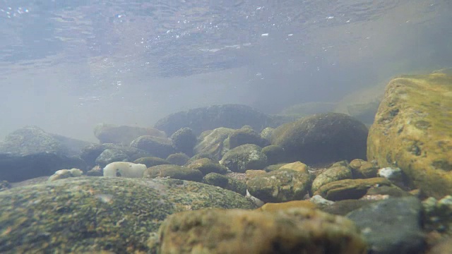 超高清4K水下景观视频素材