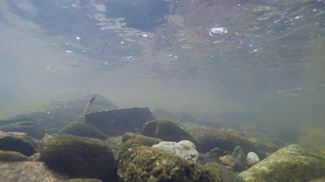 超高清4K水下景观视频素材