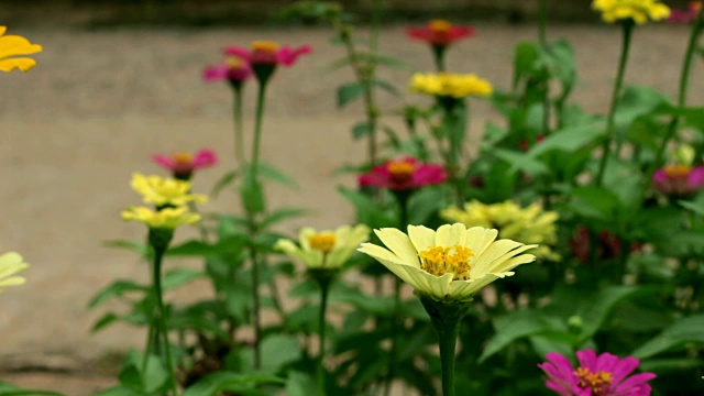 花园里的黄色窄叶百日草。视频素材