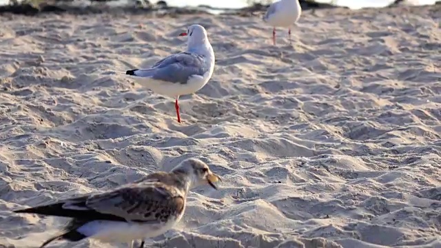 饥饿的海鸥在海滩上寻找食物视频素材