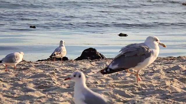 海鸥在沙滩上漫步，在海边觅食视频素材