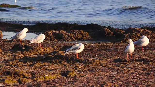 许多海鸥站在海滩上，用喙刷羽毛视频素材