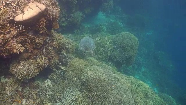 水下海龟视频素材