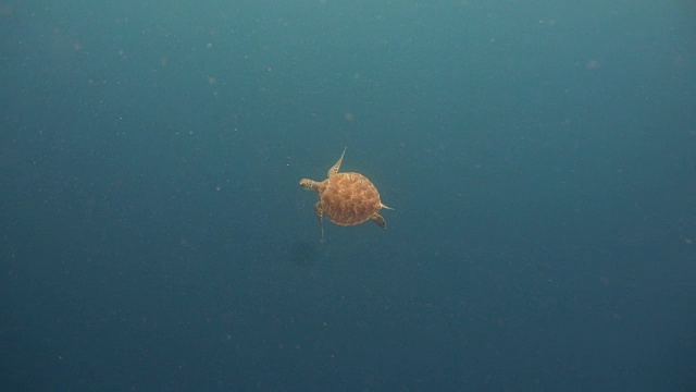 水下海龟视频素材