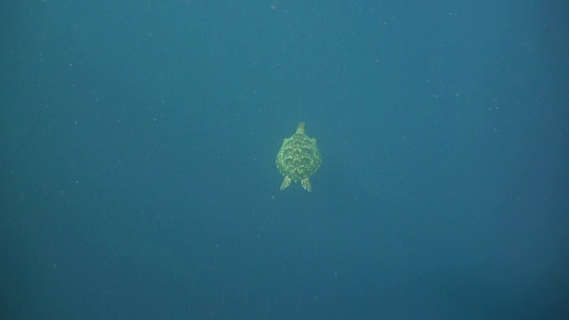 水下海龟视频素材