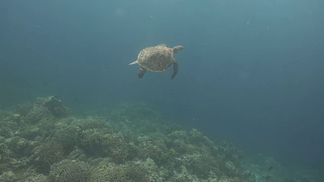 水下海龟视频素材