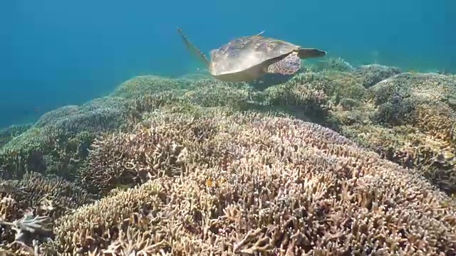 水下海龟视频素材