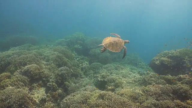 水下海龟视频素材