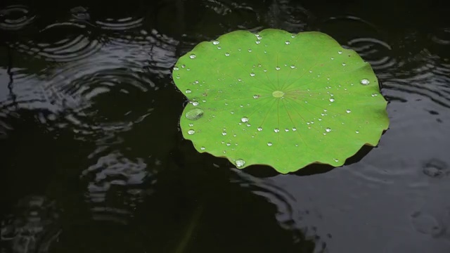 雨点落在荷叶上，鸟瞰图，近景视频素材