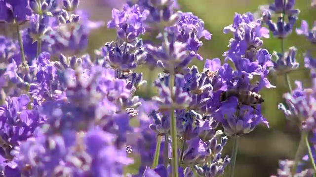 阳光下的薰衣草花视频素材