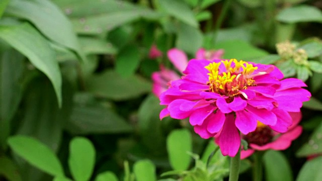 花园里的紫窄叶百日草。视频素材