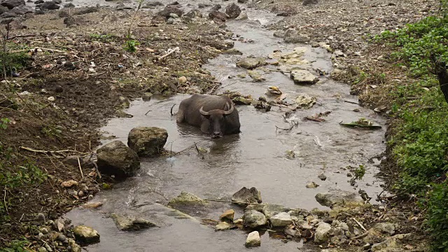 公牛躺在河里视频素材