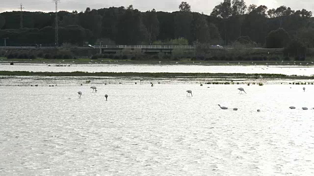 池塘或沼泽中的火烈鸟和涉禽视频素材