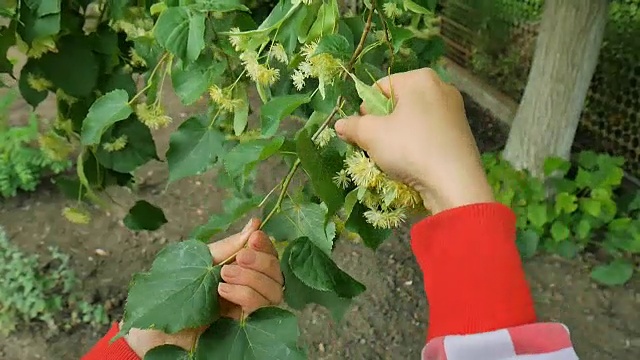 草药手收集菩提树花。视频素材