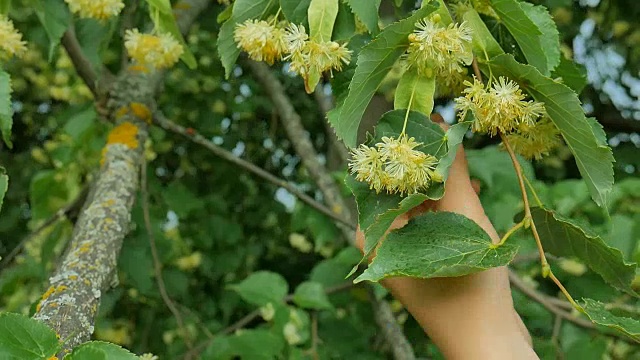 草药手收集菩提树花。视频素材